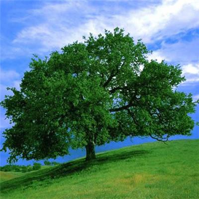 华体会体育下载手机版